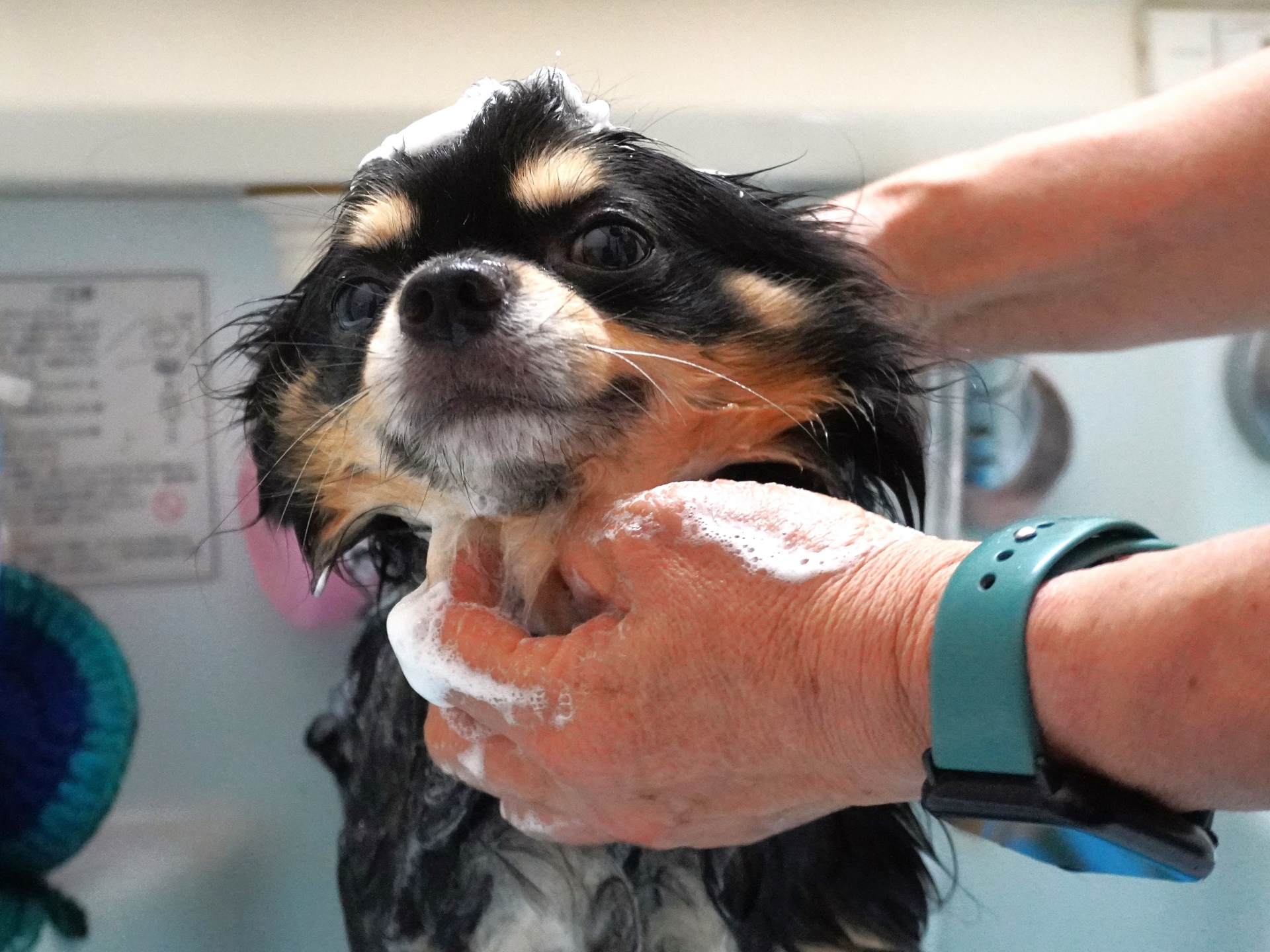 犬　シャンプー