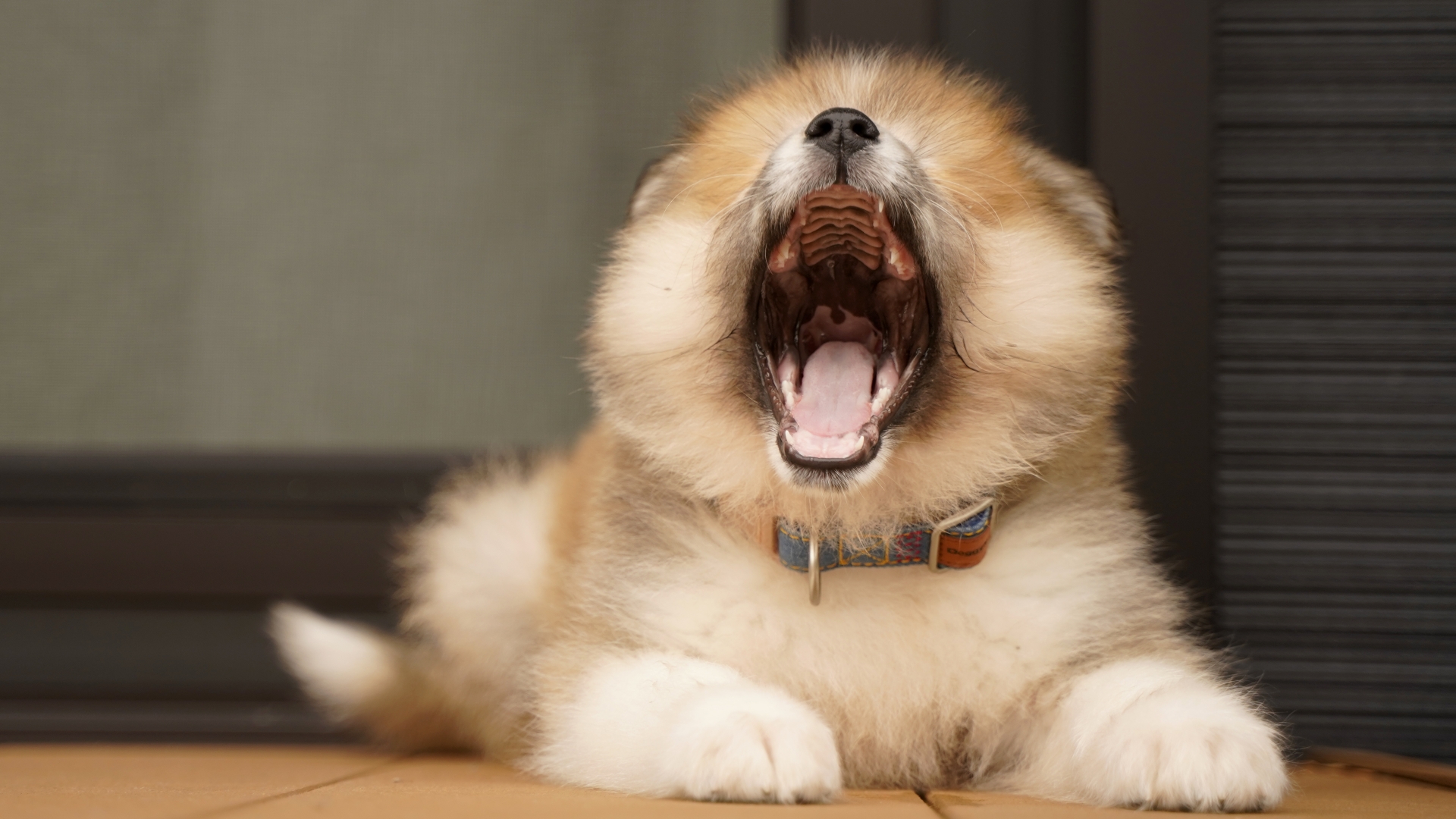 犬　あくび
