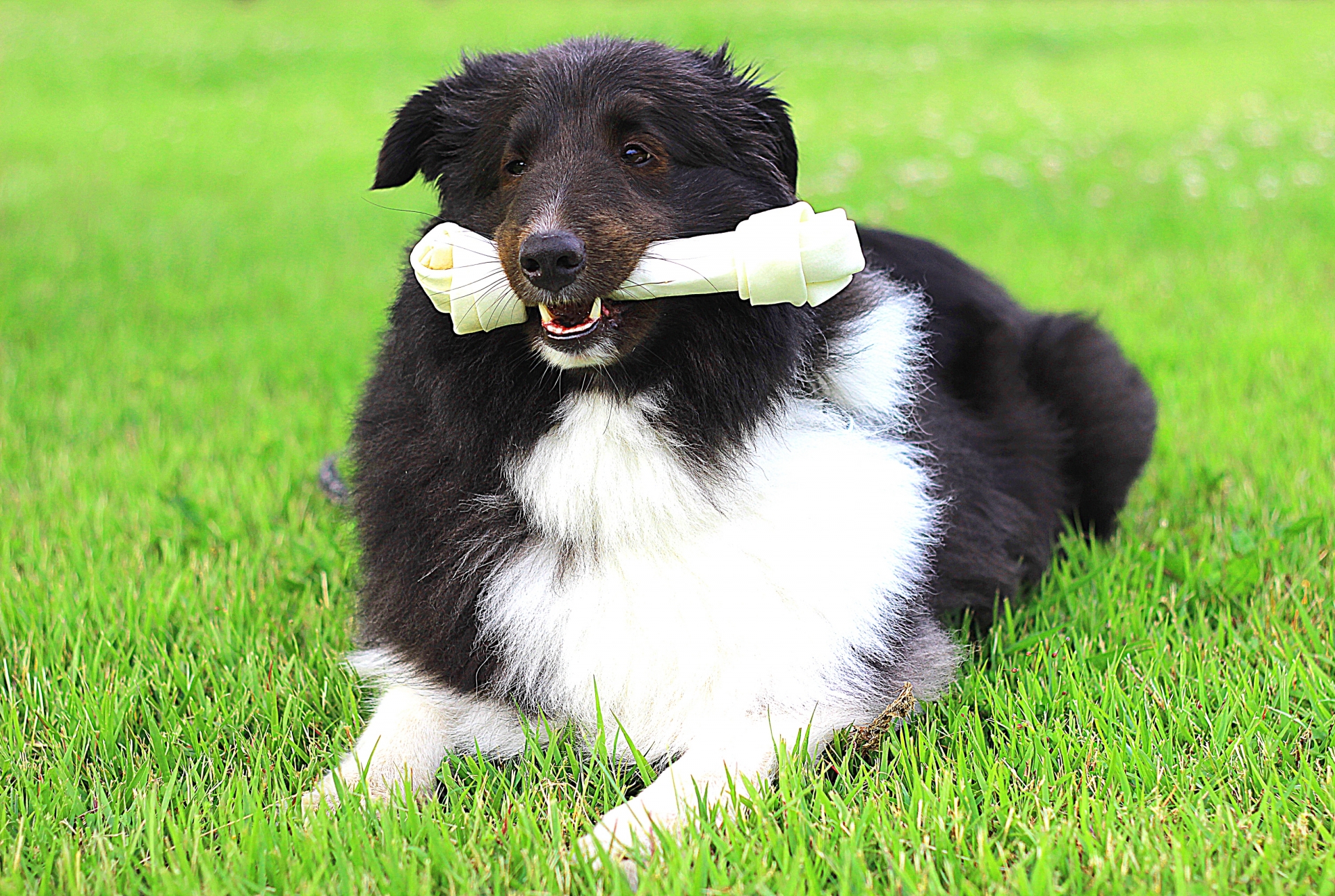 犬　歯磨き　散歩