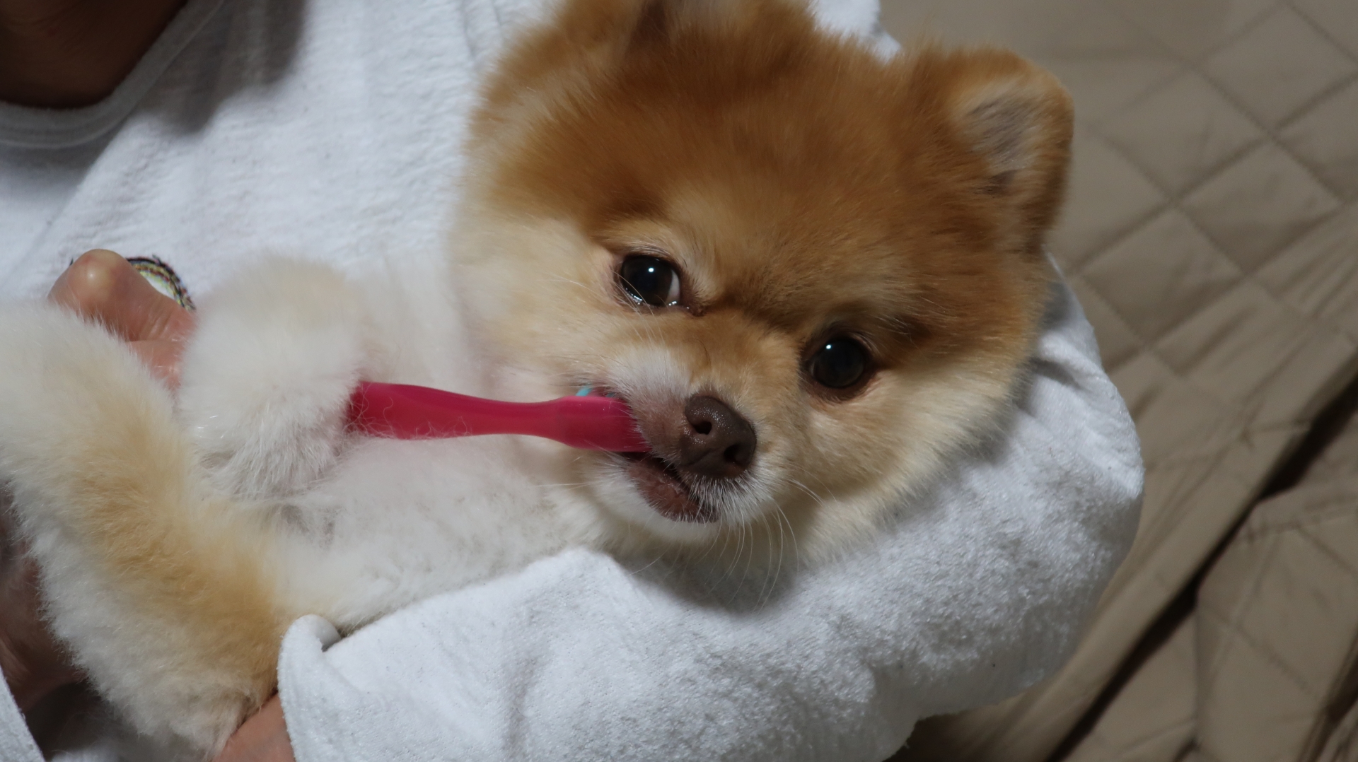 犬　歯磨き