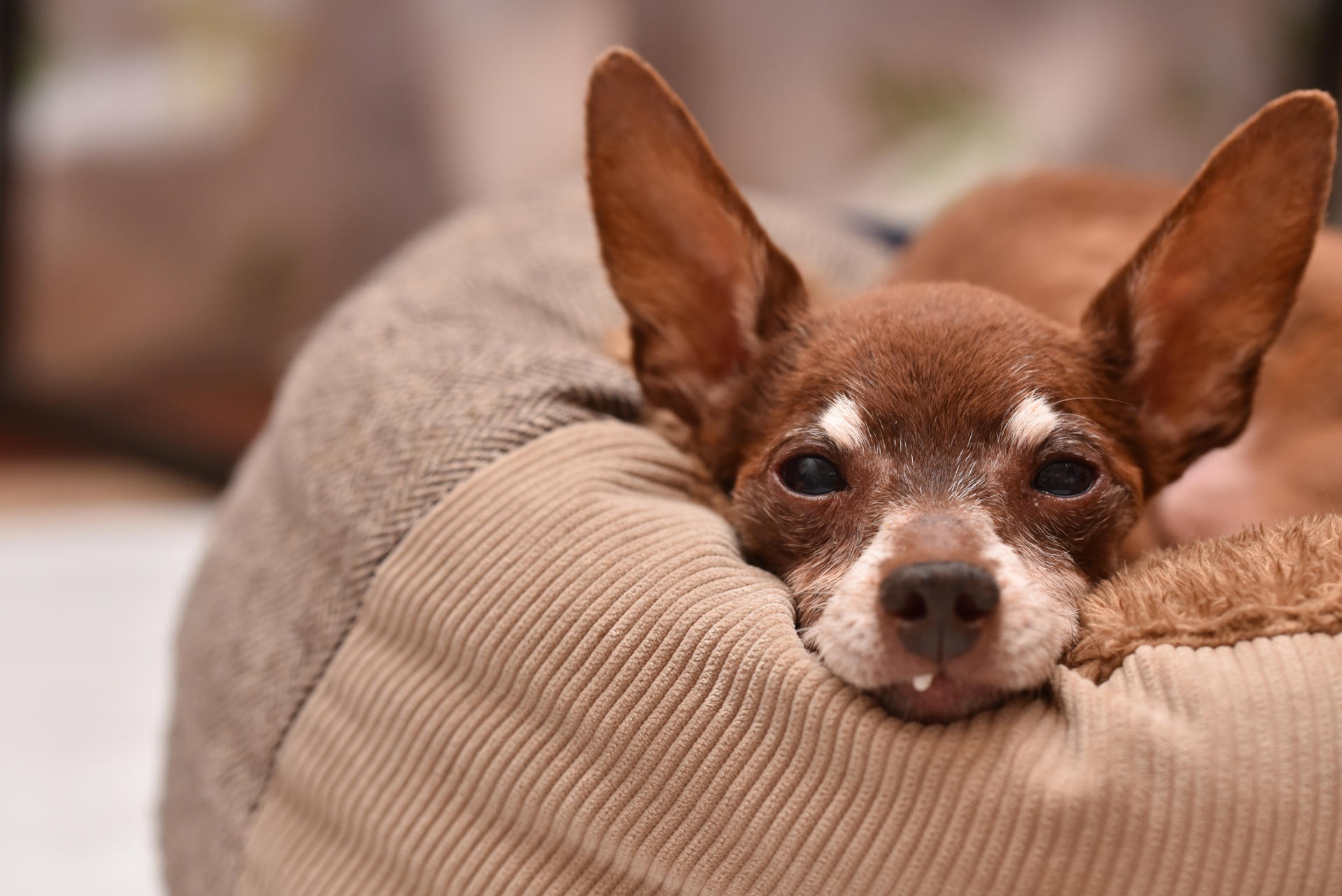 犬　室内　寝る
