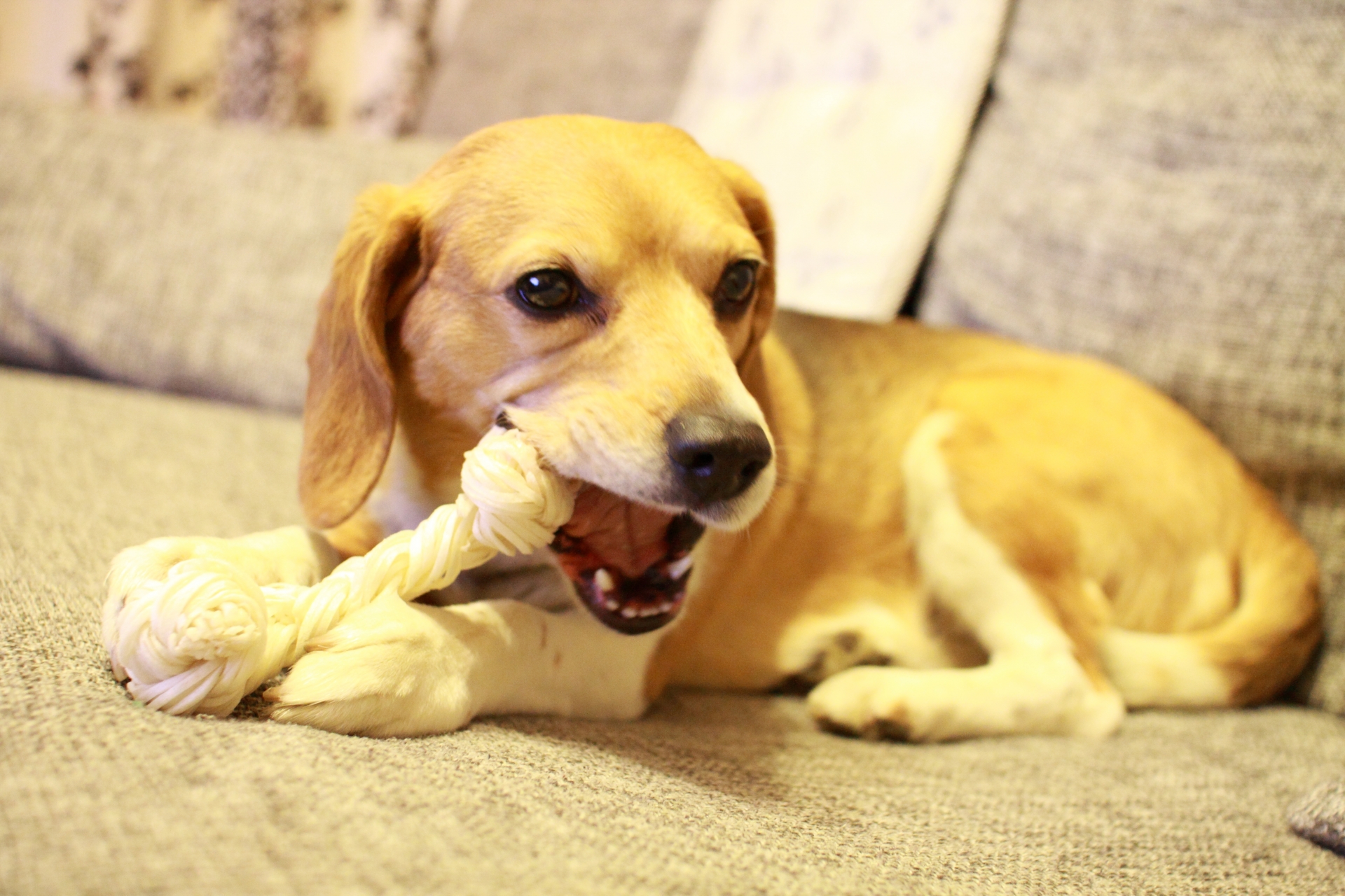 犬　歯磨き