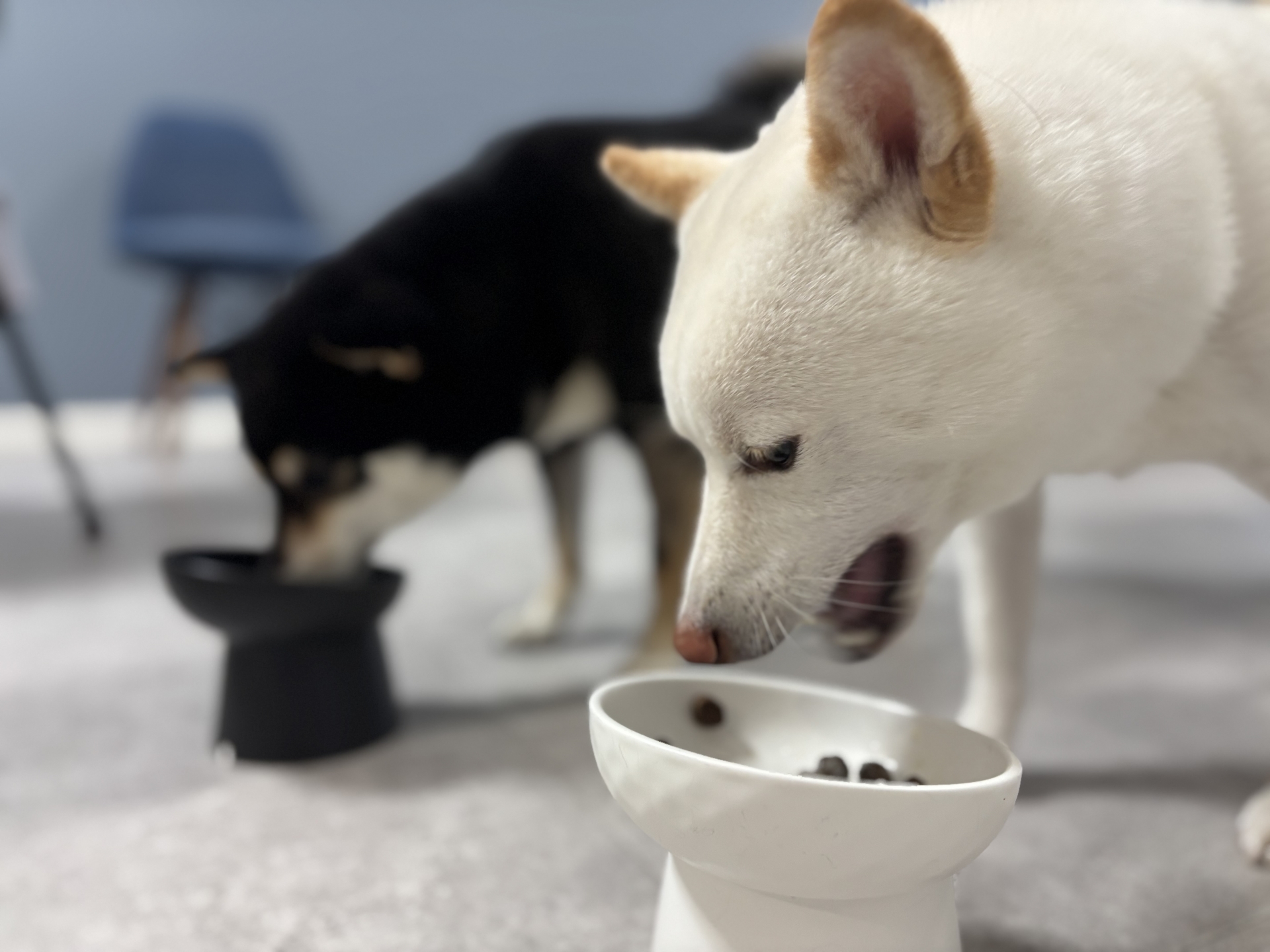 犬　ご飯