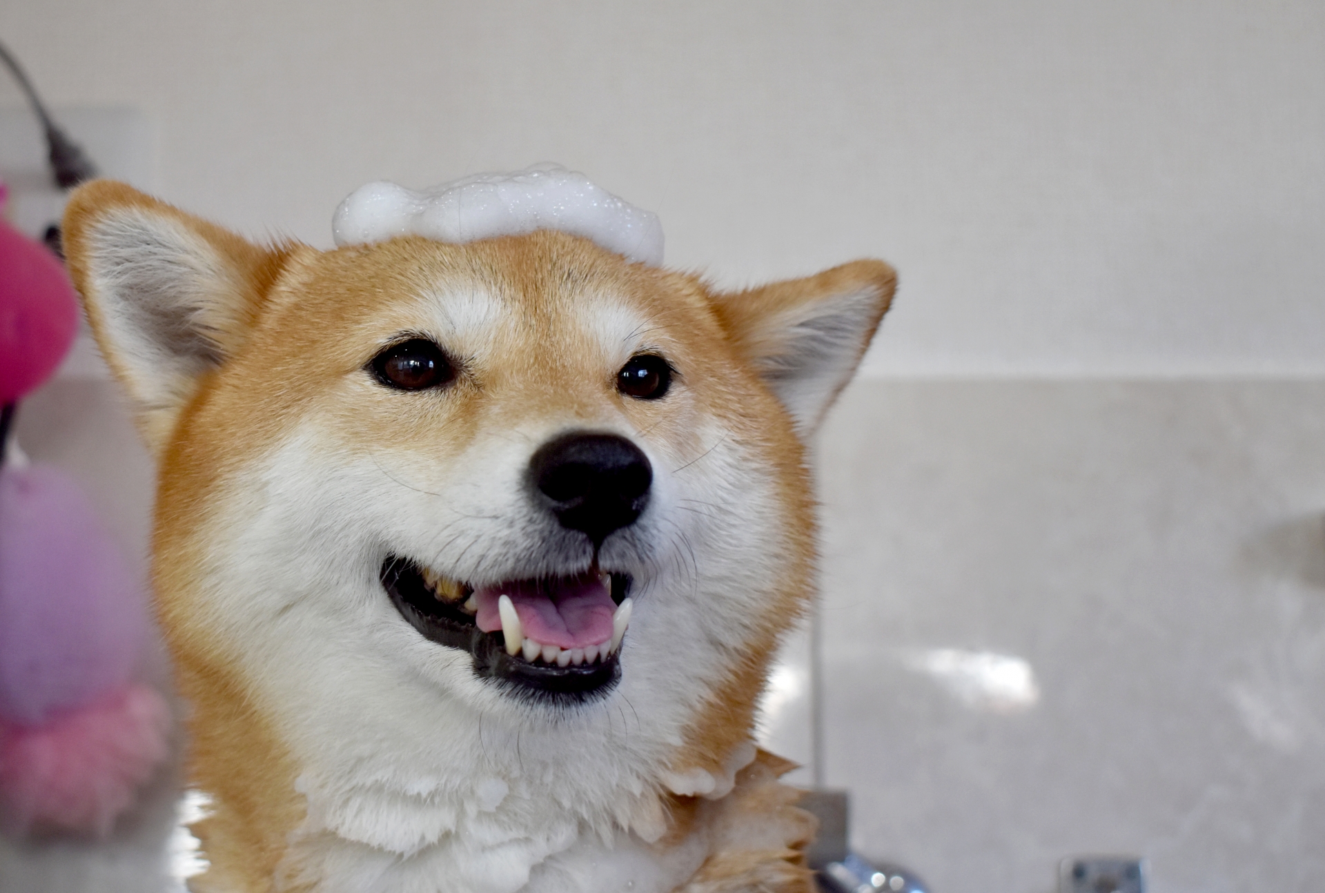 犬　シャンプー