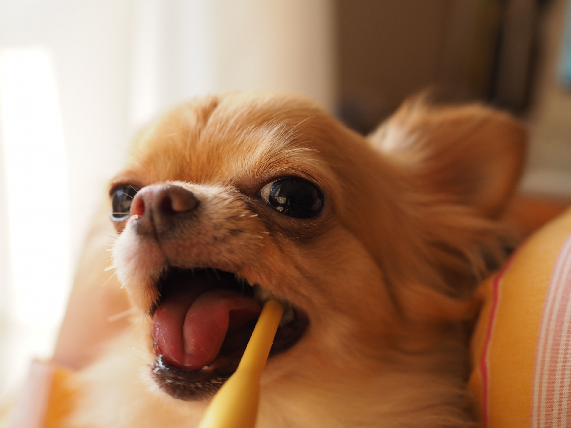犬　歯磨き
