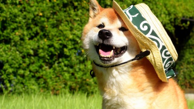 犬　暑い　散歩