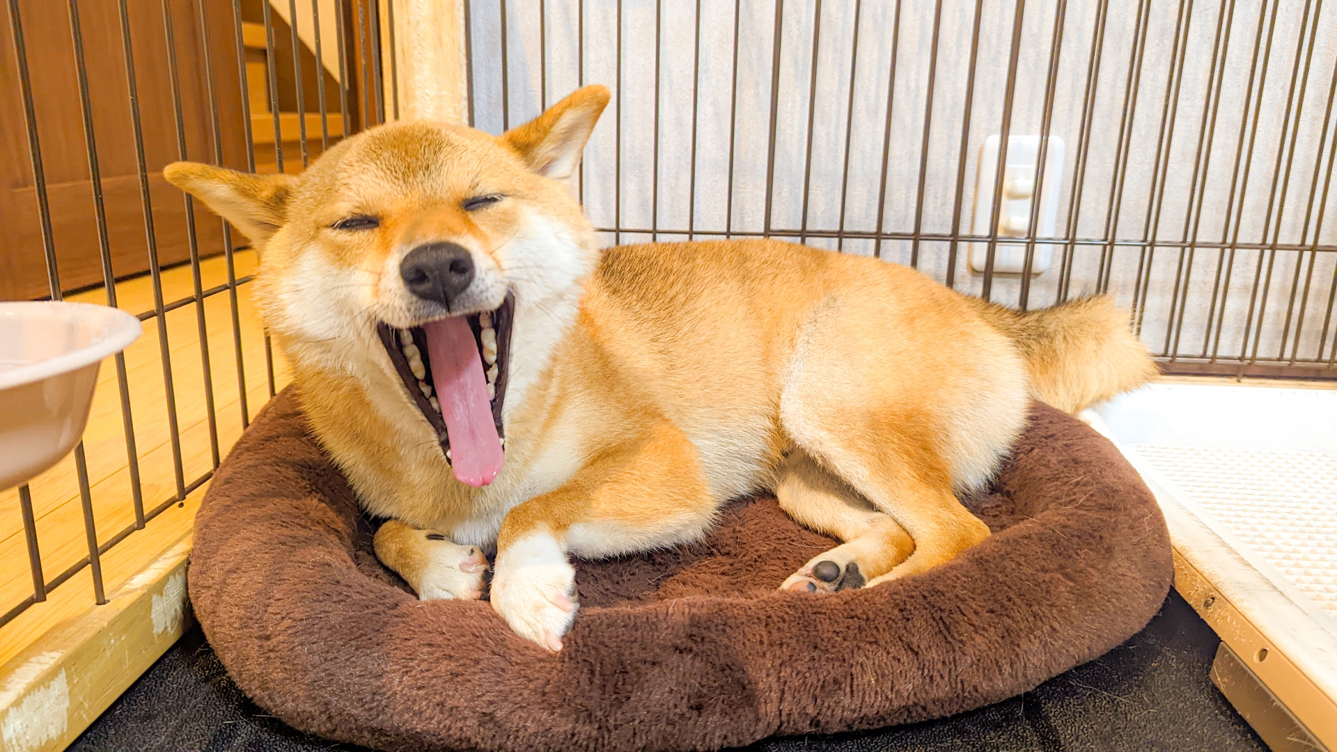 犬　歯　あくび