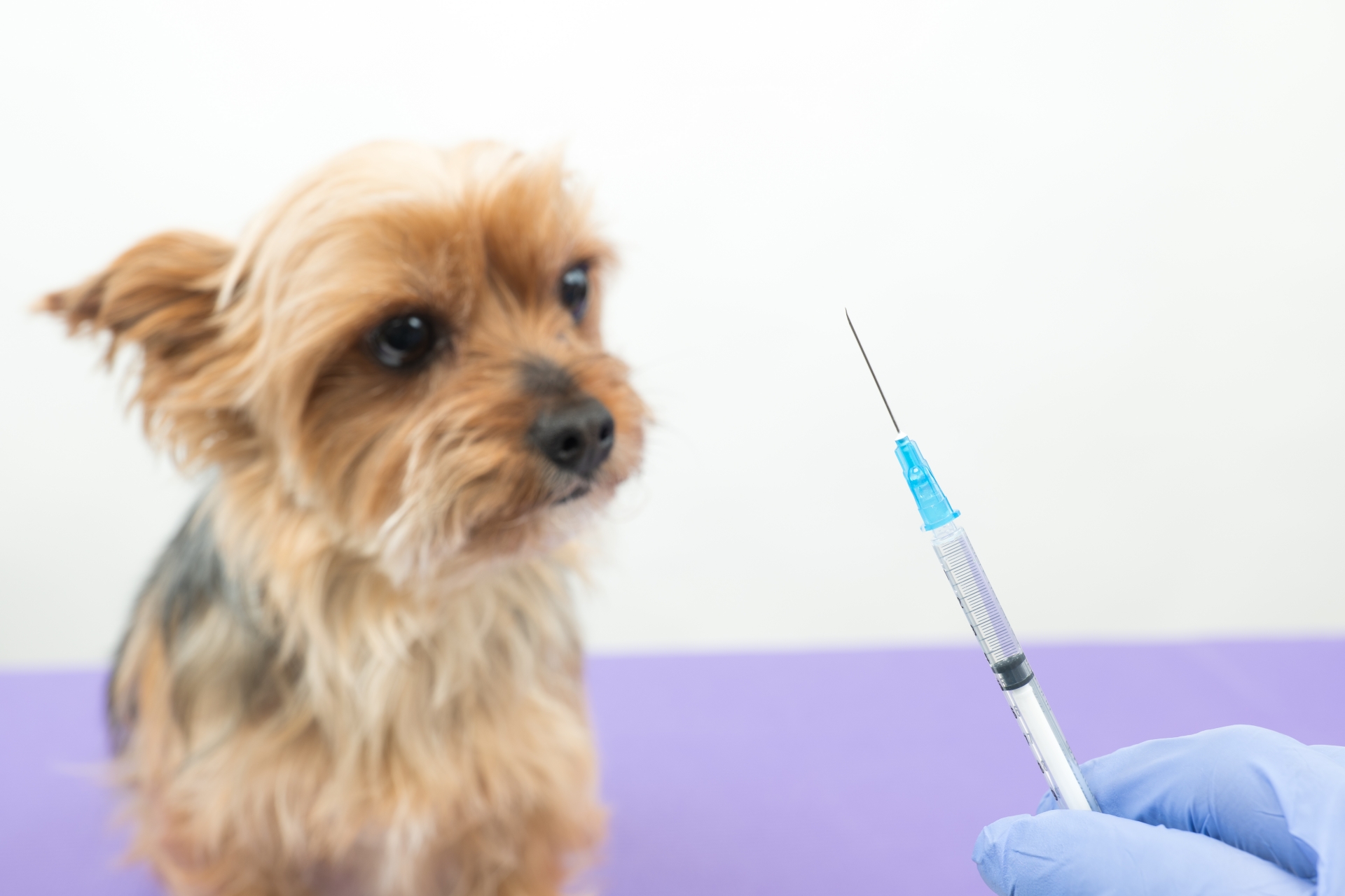 犬　病院　注射