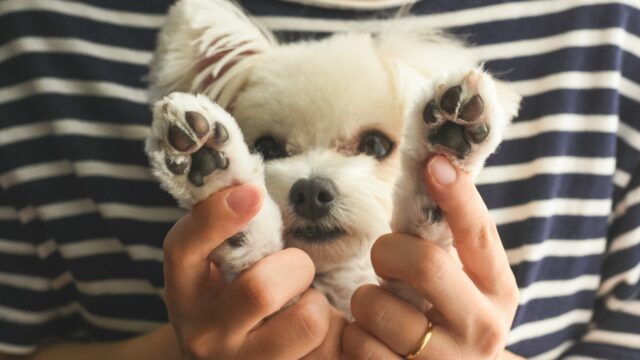 犬　肉球