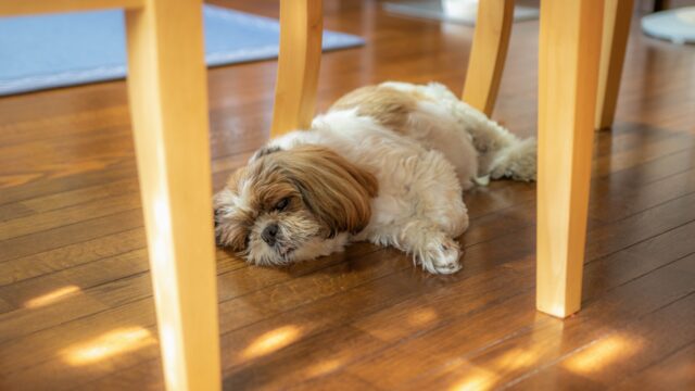 犬　暑い　寝る