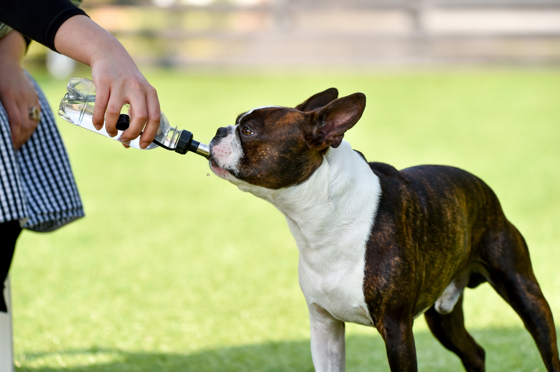犬　水分　お散歩
