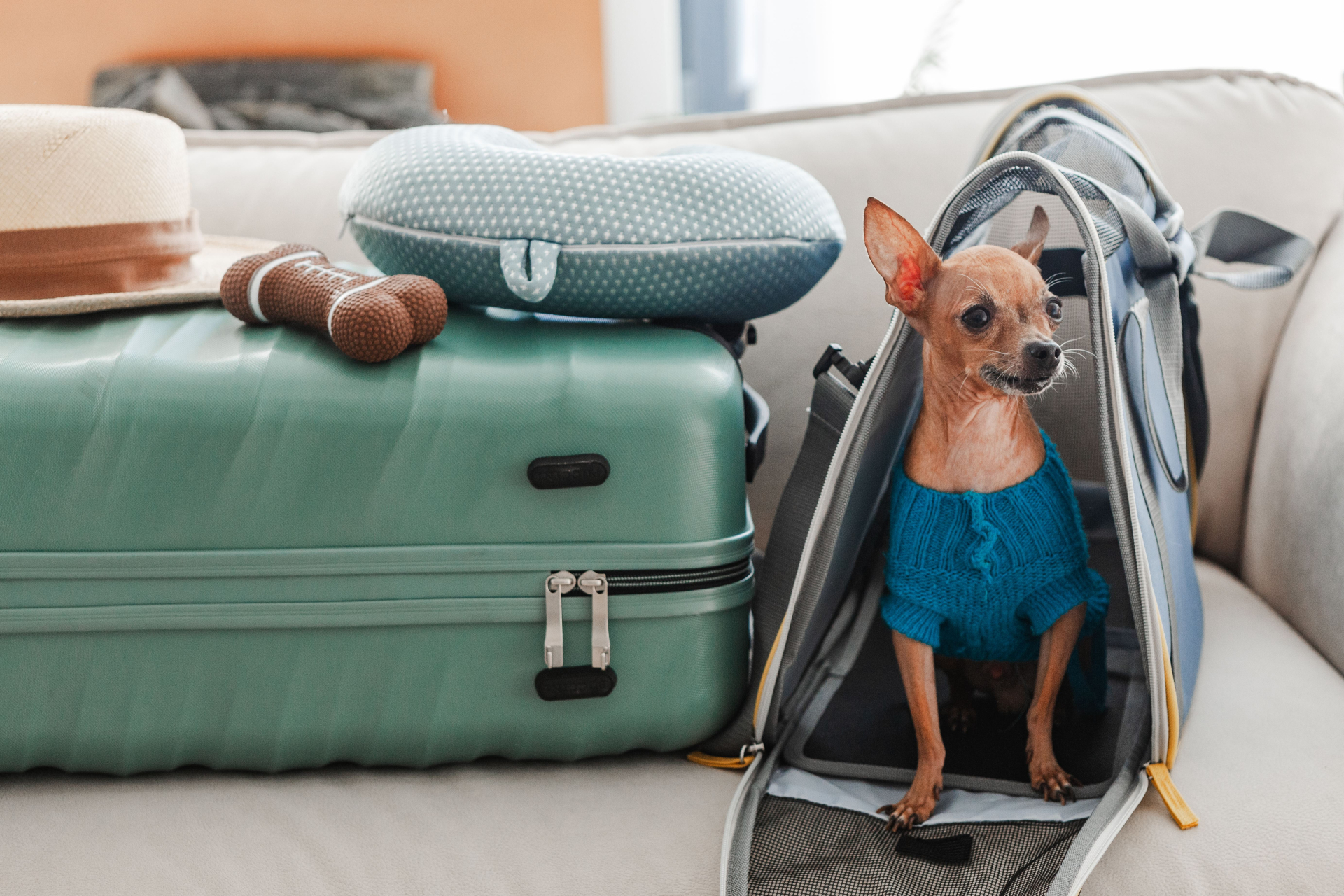 犬　旅行　お出かけ