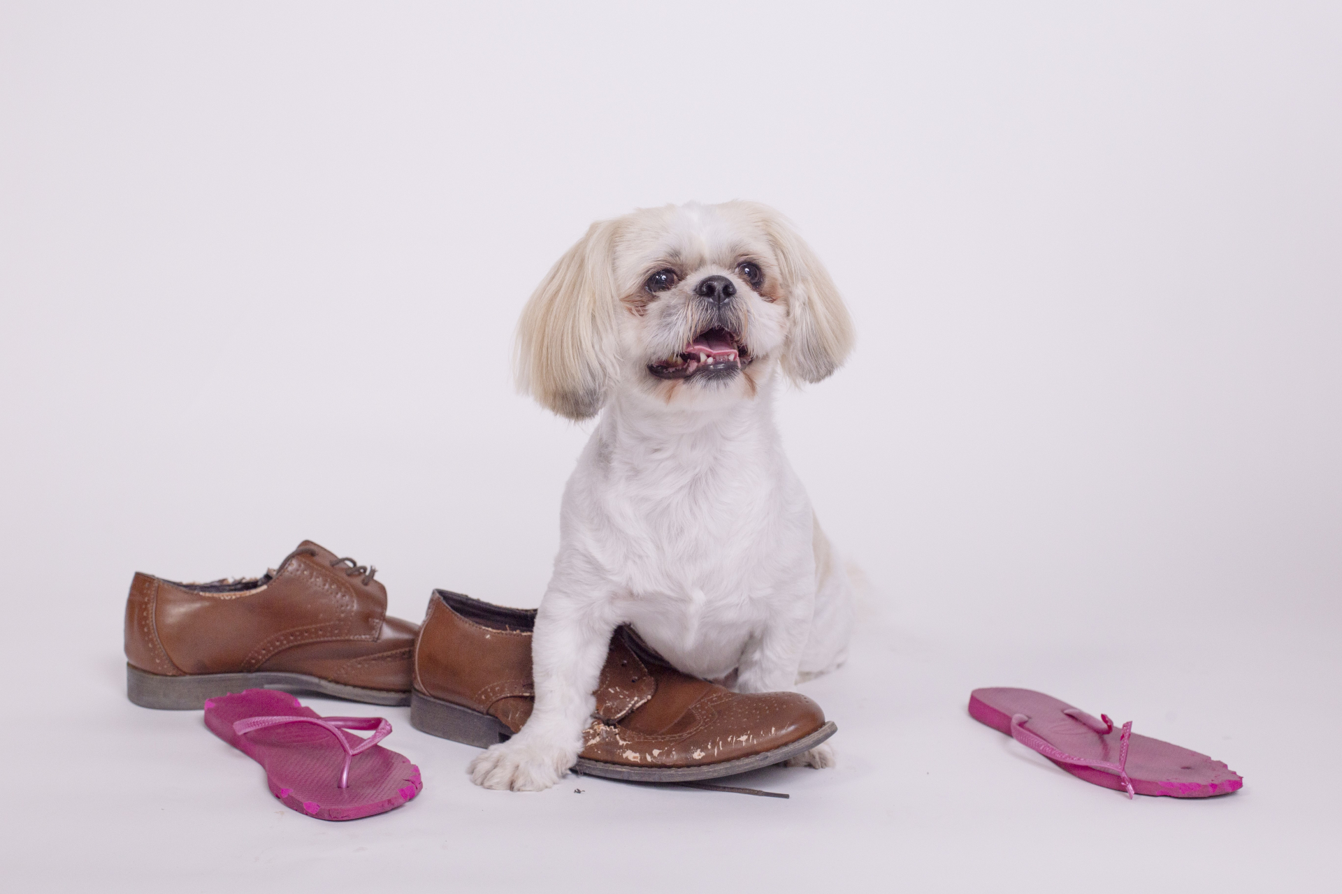 犬　靴