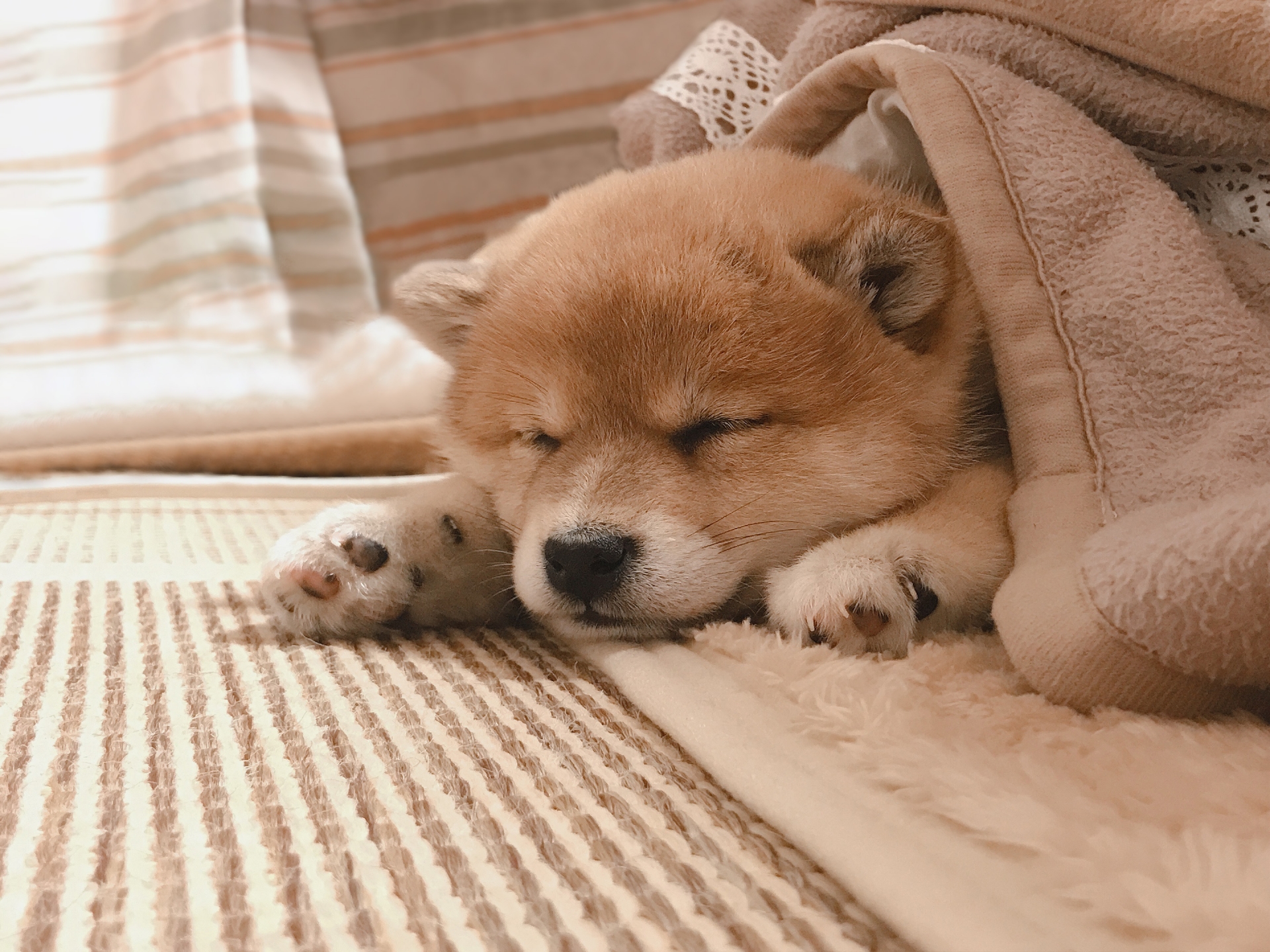 犬　寝る　こたつ
